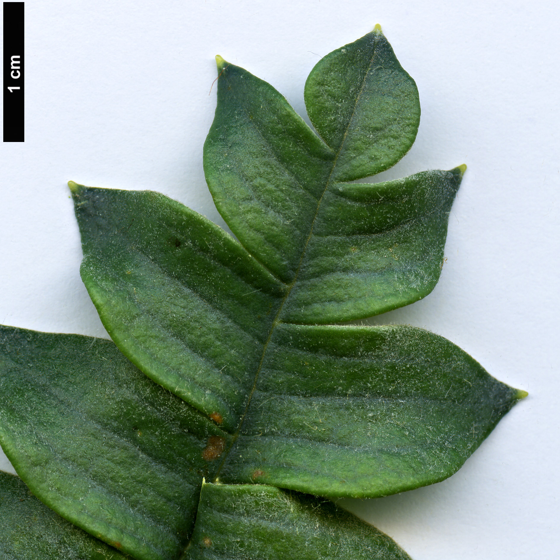 High resolution image: Family: Proteaceae - Genus: Dryandra - Taxon: drummondii - SpeciesSub: subsp. drummondii